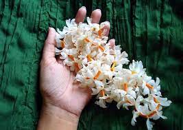 When You Smell The Awesome Fragrance Of Shiuli Night Flowering Jasmine You Can Say For Sure That Its Autumn Flowers Seed Pods Image