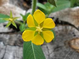 Image result for Ludwigia leptocarpa