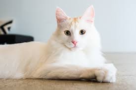 Wall systems for cats are the latest innovation in cat furniture. Catwalk On Netflix Catwalk Doc Twitter