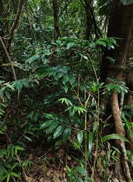 Image result for Dracaena laxissima