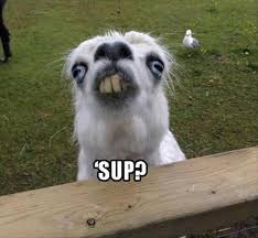 Funny Animal Pictures Of The Day 25 Pics Funny Animals Cute Funny Animals Funny Animal Jokes