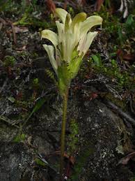 Alaska Wildflowers Us Pedicularis Capitata M F Adams