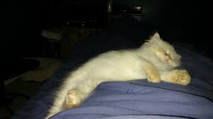 She is 7 weeks here! Beautiful 10 Weeks Persian Dollface Flame Point Himalayan Kittens For Sale In Sugar Land Texas Classified Hoodbiz Org