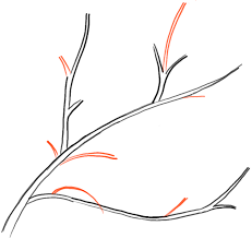 Pin On Forest Trees