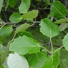 Image result for Populus ×  canescens