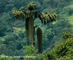 Image result for Caryota urens