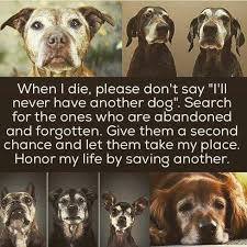 Give The Love You Gave Me To Another Dogs Old Dogs Dogs And Puppies