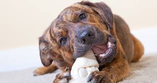 So, at what age can puppies have rawhide? Is Rawhide Safe For Dogs Puppies Petcoach