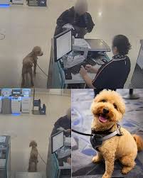 اعتقلت شرطة لاس فيغاس مسافرة تبلغ من العمر 26 عاماً في مطار هاري ريد الدولي  بولاية نيفادا، بعد أن أقدمت على ترك كلبها مربوطاً قرب مكتب تذاكر شركة جيت  بلو، وتوجهت إلى