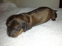 Dachshund puppies for sale in pa cheap. Beautiful Longhair Akc Miniature Dachshund Puppies For Sale In Somerset Pennsylvania Classified Americanlisted Com