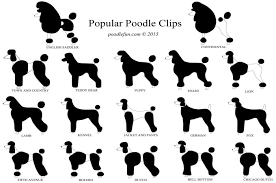 Poodle Haircuts List Of Styles And Clips For Doodle Dog