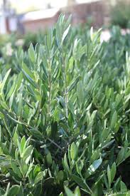 Image result for Olea