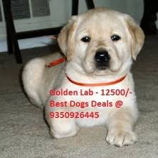 He's growing up to love working with labrador puppies. Labrador Dog In Nagpur Labrador Dog Dealers Traders In Nagpur Maharashtra