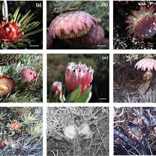 Image result for Protea welwitschii × angolensis