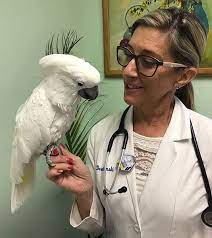 Best exotic animal veterinarian near me. Exotic Pet Care In Raleigh Nc Bowman Animal Hospital Cat Clinic