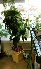 Buying peppers at a nursery will save yo. Bell Peppers Big Bloom Hydroponics