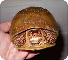 Highland Md Turtle Other Meet Three Toed Box A Pet For Adoption