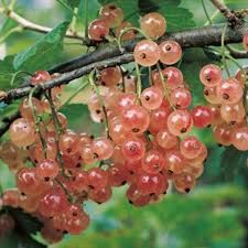 Groseillier A Grappes Gloire Des Sablons Rose Ribes Rubrum Fruitier Arbuste Fruitier Abricotier