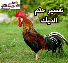 رؤيا أحد يهديك لحم ني رؤيا أحد يهديك لحم ني ØªÙØ³ÙŠØ± Ø­Ù„Ù… Ø±Ø¤ÙŠØ© Ø§Ù„Ø¯ÙŠÙƒ ÙÙŠ Ø§Ù„Ù…Ù†Ø§Ù… Ù„Ø§Ø¨Ù† Ø³ÙŠØ±ÙŠÙ† Ù„Ù„Ø¹Ø²Ø¨Ø§Ø¡ ÙˆØ§Ù„Ù…ØªØ²ÙˆØ¬Ø© ÙˆØ§Ù„Ø­Ø§Ù…Ù„ ÙˆØ§Ù„Ø§Ø±Ù…Ù„Ø©