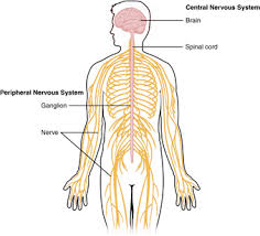The central nervous system (cns) includes the brain and spinal cord (see the figure below). Yr 10 Topic 3 Nervous System And The Eye Amazing World Of Science With Mr Green