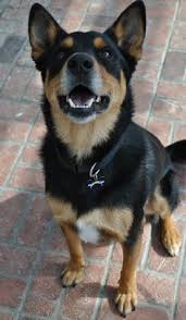 See photos of the rottskies from around the world! Trends For Rottweiler Husky Mix