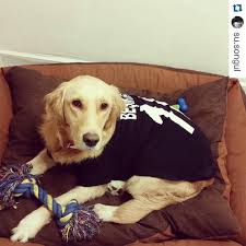 Kemique Kopek Modasi On Instagram Repost Su Songul With Repostapp Yavrukartalim Alex Golden Bayby Besikta Instagram Posts Instagram Golden Retriever