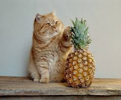 4) sandy's cat eat/eats fish. Pets Lover Blog Pineapple Leaf Is It Poisonous To Cats
