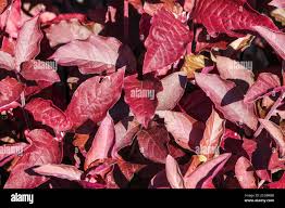 Image result for Iresine lindenii