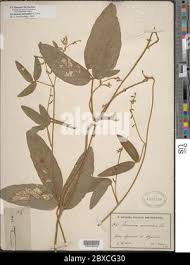 Image result for Teramnus uncinatus