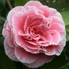 Camellia Tomorrow S Dawn Camelias Flores