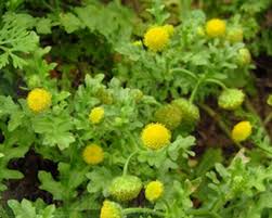 Image result for Grangea maderaspatana