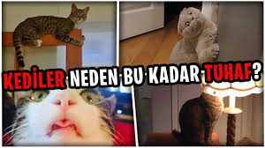 Kediler Neden Diskilarini Gomerler Evrim Agaci