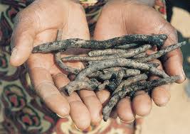 Image result for Stemodiopsis buchananii