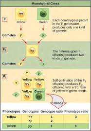 How to complete a dihybrid cross. 12 Mendel S Experiments And Heredity Pdf Free Download