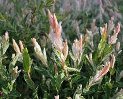 Grows the same as river's beech but leaves have a striking pink and white edge. The Colorful Hakuro Nishiki Dappled Willow
