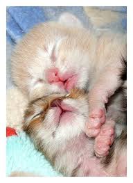 If you admire the kittens, pet and take care of them in the dreams, this is a reflection scratching kitten represents the bad character of a beloved one. Goodnight Kittens Dreaming Goodnight Kitten Dreams Almost One Week Old Now Gorgeous Cats Cute Baby Cats Kittens Cutest