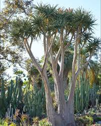 Image result for Aloe barendii