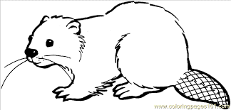 Free printable coloring pages and connect the dot pages for kids. Beaver Drawings Printable Coloring Page Beaver 16 Coloring Page Animals Beaver Beaver Drawing Coloring Pages Drawings