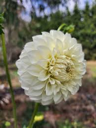 Image result for Dahlia `Snowflake`