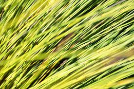 Image result for Hyparrhenia