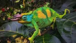 Image result for Viscum congolense