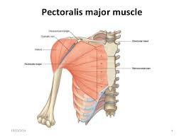 Here we explain the major muscles of the human body. Muscles Of Shoulder