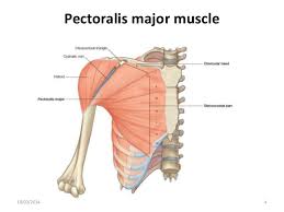 Supraspinatus, infraspinatus, ters minor,.et), using interactive animations and labeled diagrams. Muscles Of Shoulder