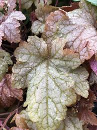 We did not find results for: 15 Shade Loving Plants For Your Cutting Garden Lovenfresh