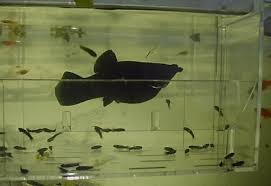 Newborn Baby Molly Fish Newborn Baby