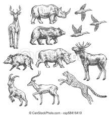 In this tutorial, we will draw sheep's head and its body. Animal Sketch Design Of Wild Bird And Mammal Animal Sketch Set Of Wild Bird African Safari And Forest Mammal Bear Duck Canstock