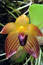 Image result for Bulbophyllum lupulinum