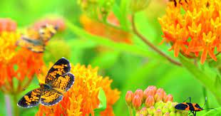 The main reason that butterflies and hummingbirds will consistently visit your garden is because of nectar. Stunning Ohio Wildflowers To Find In Summer