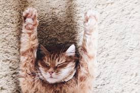 Cat trivia questions and answers are all about cute little kittens and cats that are loveable. Cat Trivia 41 Cat Facts For National Trivia Day