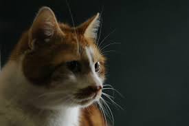 About 1.5 million dogs and cats are euthanized in shelters each year because they weren't adopted or had health problems that concerned potential owners. Myths About Animal Shelter Pets The Beauty Of Adoption Companion Animals Topics Campaigns Topics Four Paws International